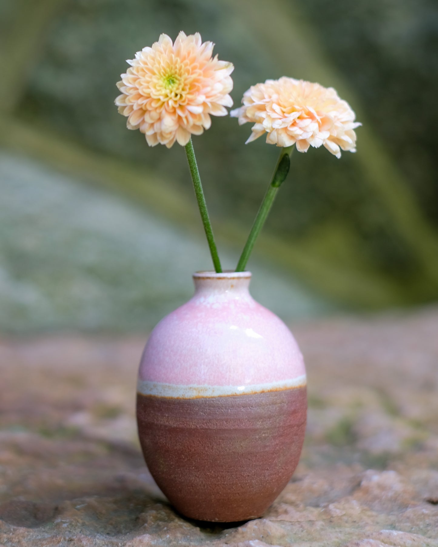 Slät sticklingsvas rödrosa