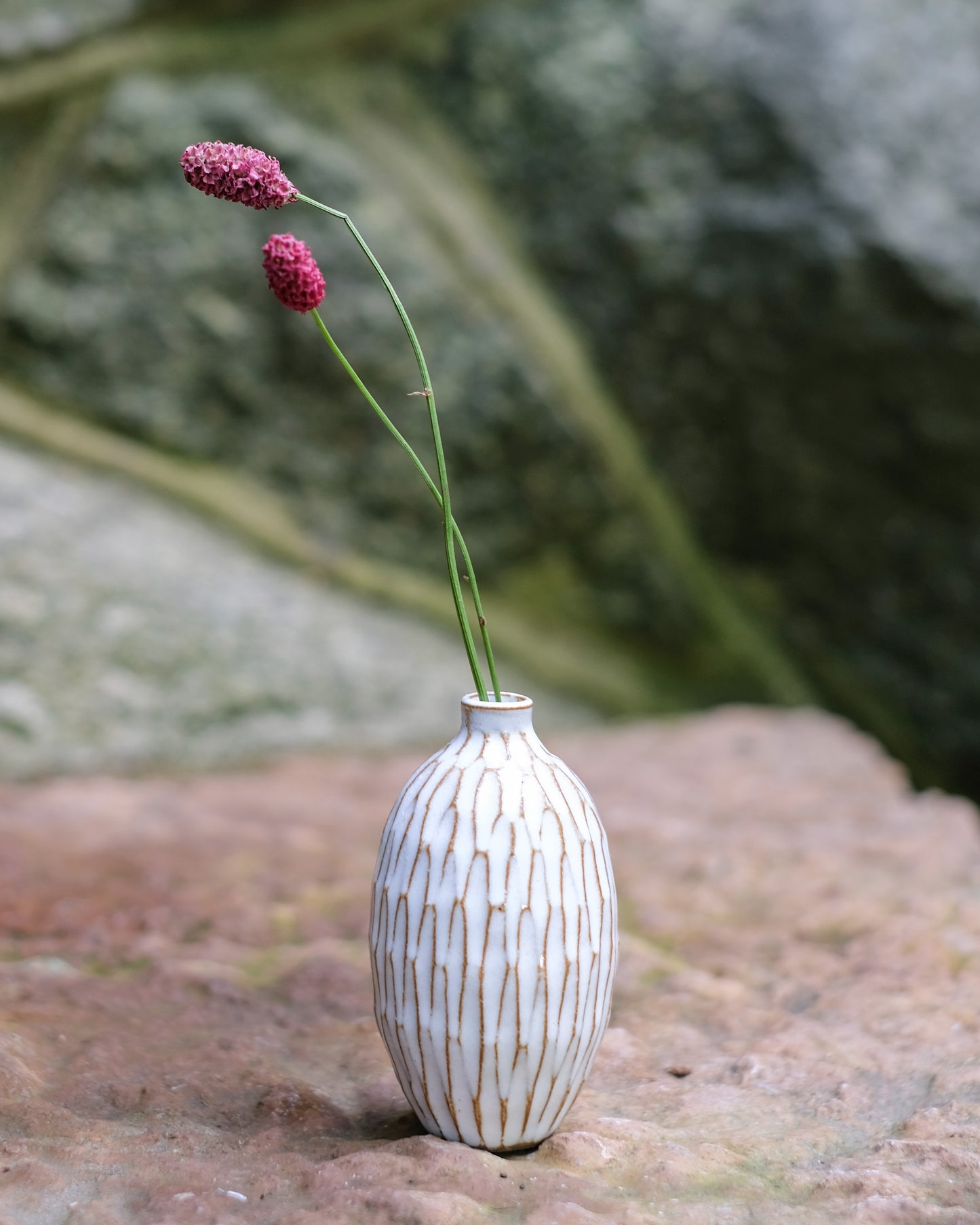 Karvad sticklingsvas vit