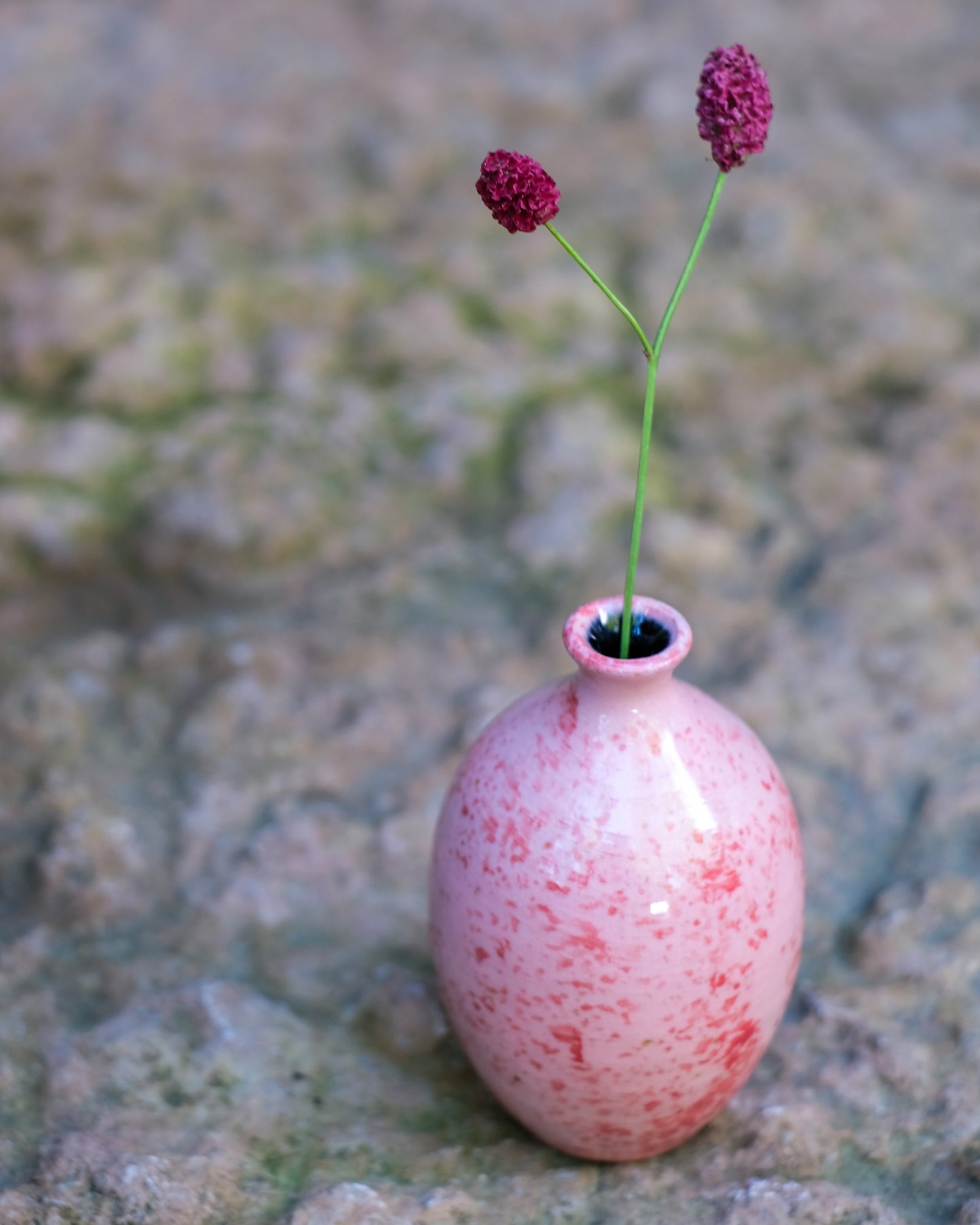 Slät sticklingsvas rosa