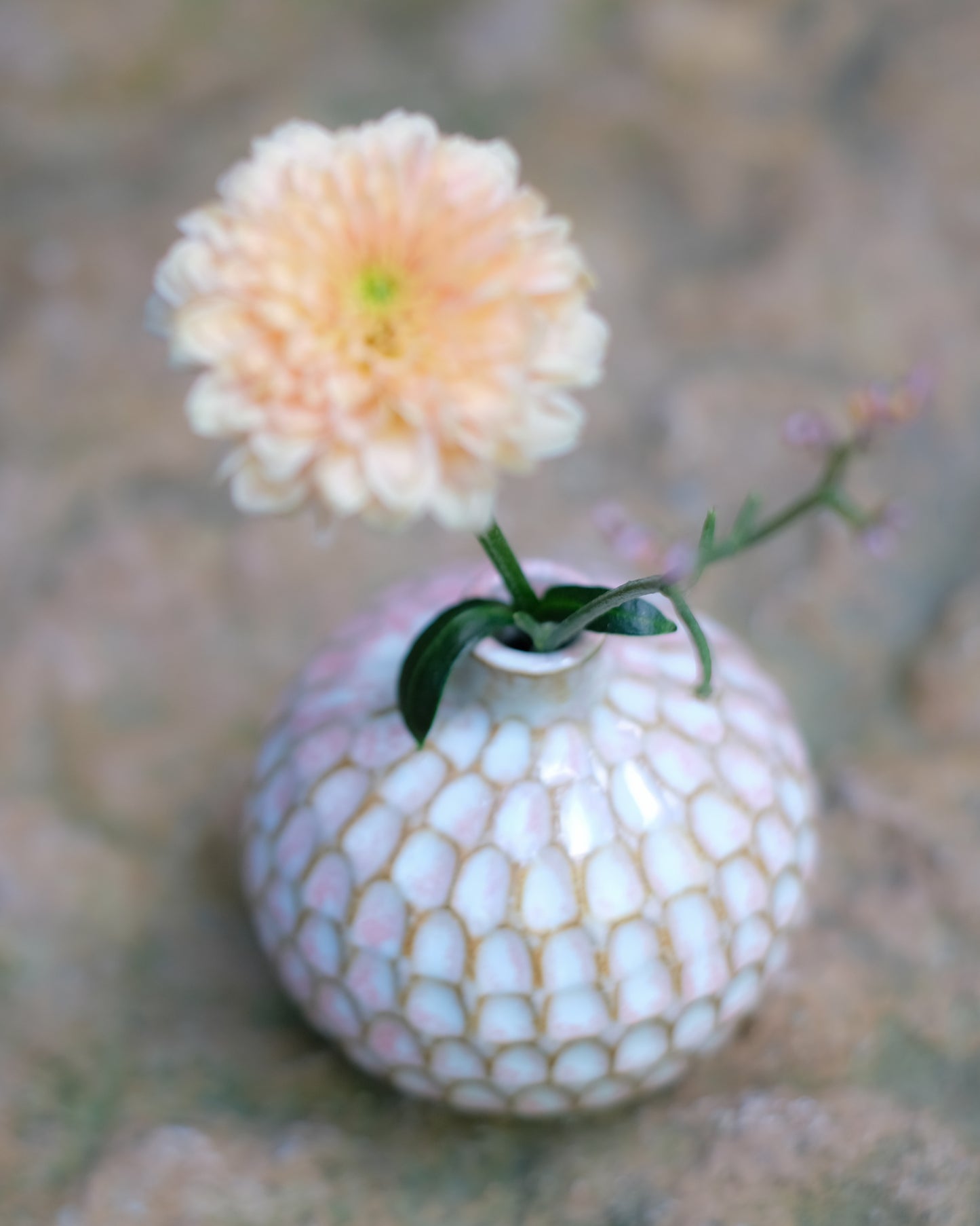 Karvad sticklingsvas rosavit