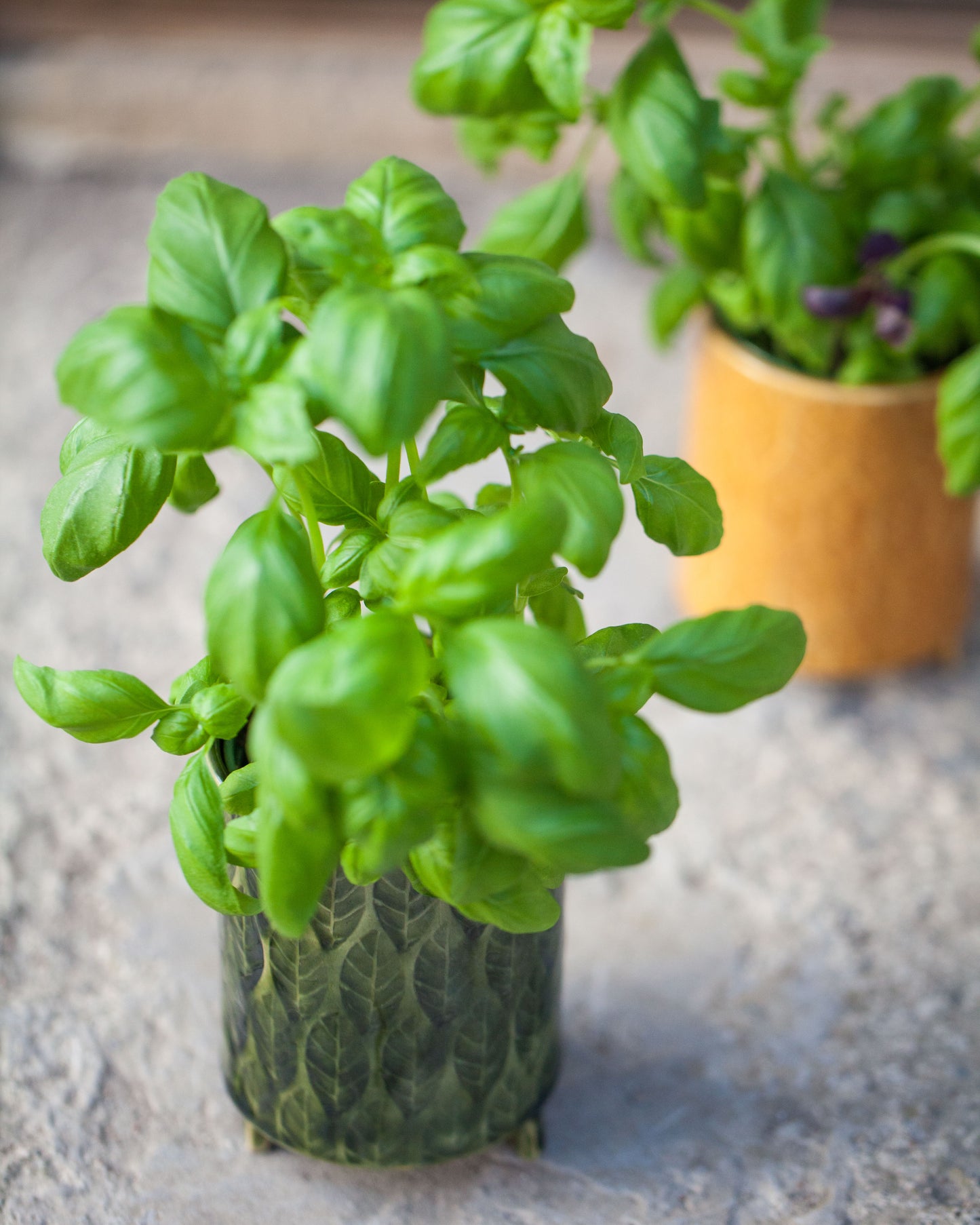 Kavlad örtkruka på tass med lövmönster, senapsgul