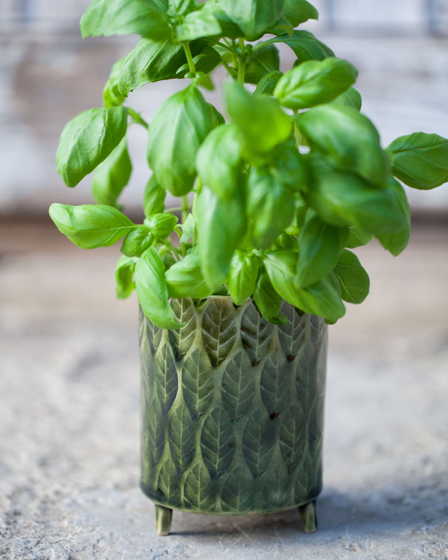 Kavlad örtkruka på tass med lövmönster, pinjegrön