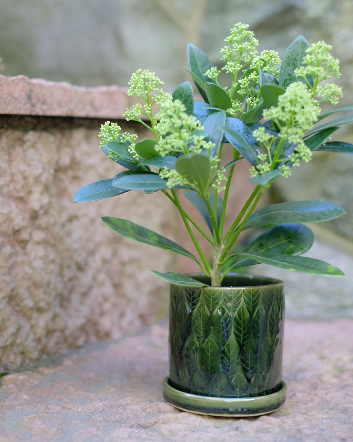 Pinjegrön kruka med fat