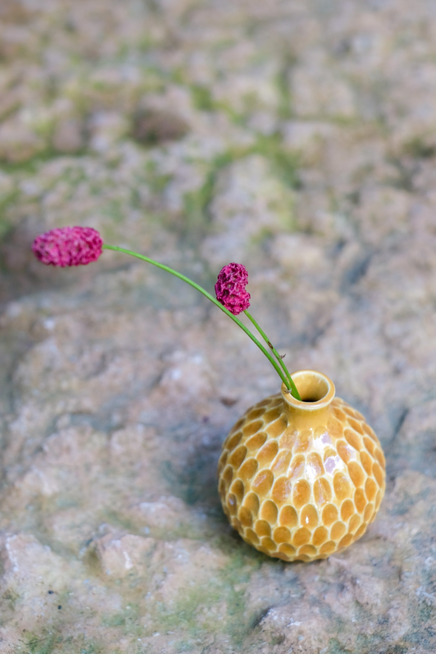 Karvad sticklingsvas senapsgul