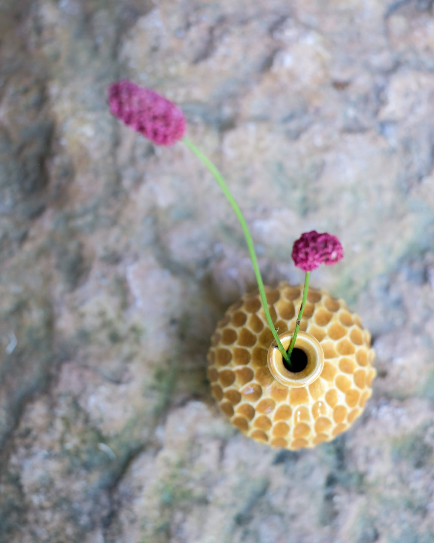 Karvad sticklingsvas senapsgul