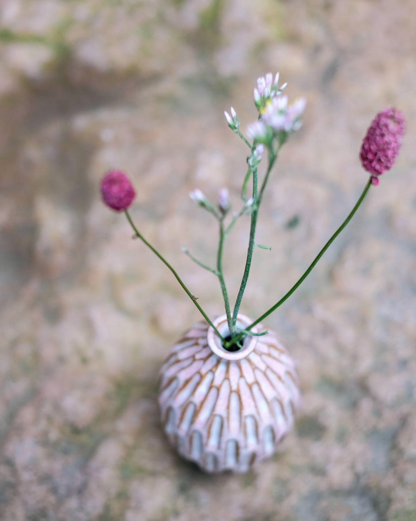 Karvad sticklingsvas rosavit