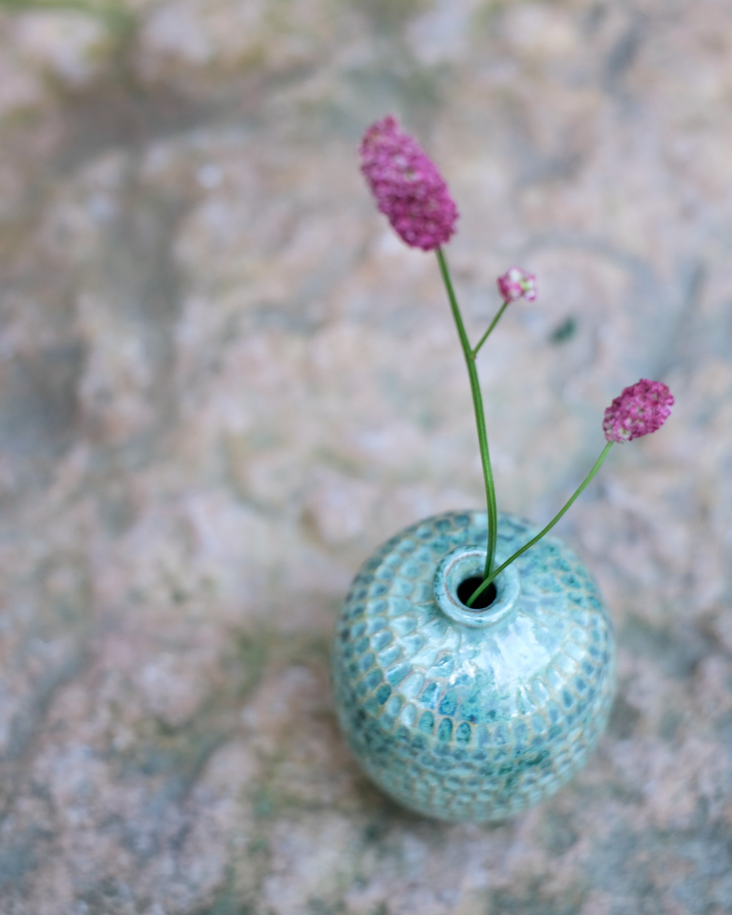 Karvad sticklingsvas grönmelerad