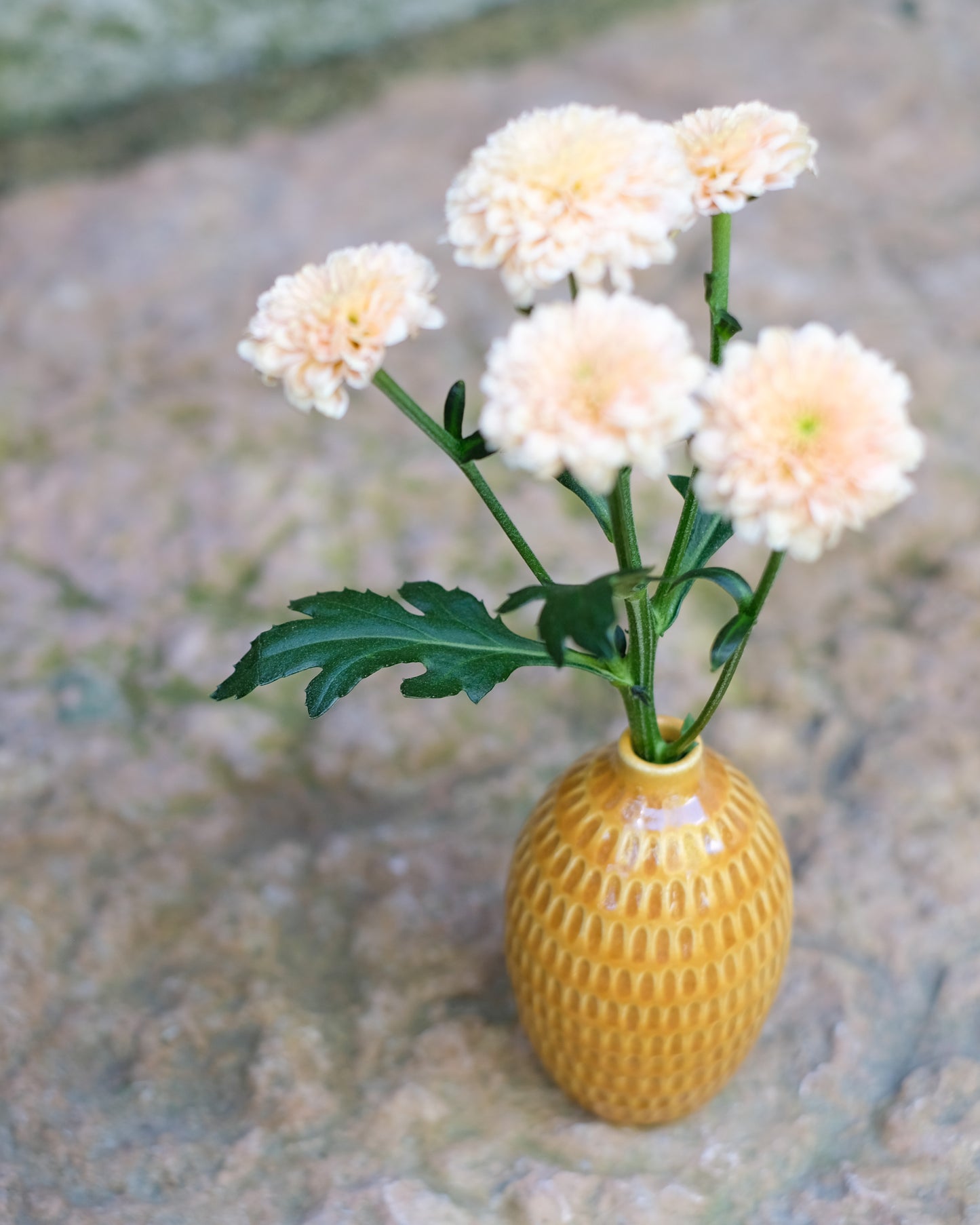 Karvad sticklingsvas senapsgul