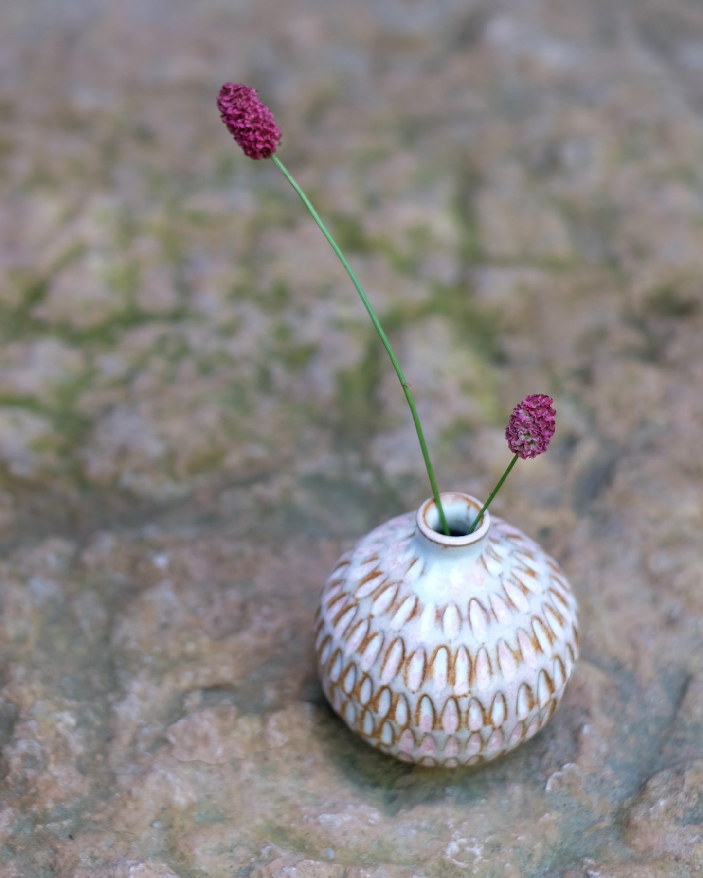 Karvad sticklingsvas rosavit