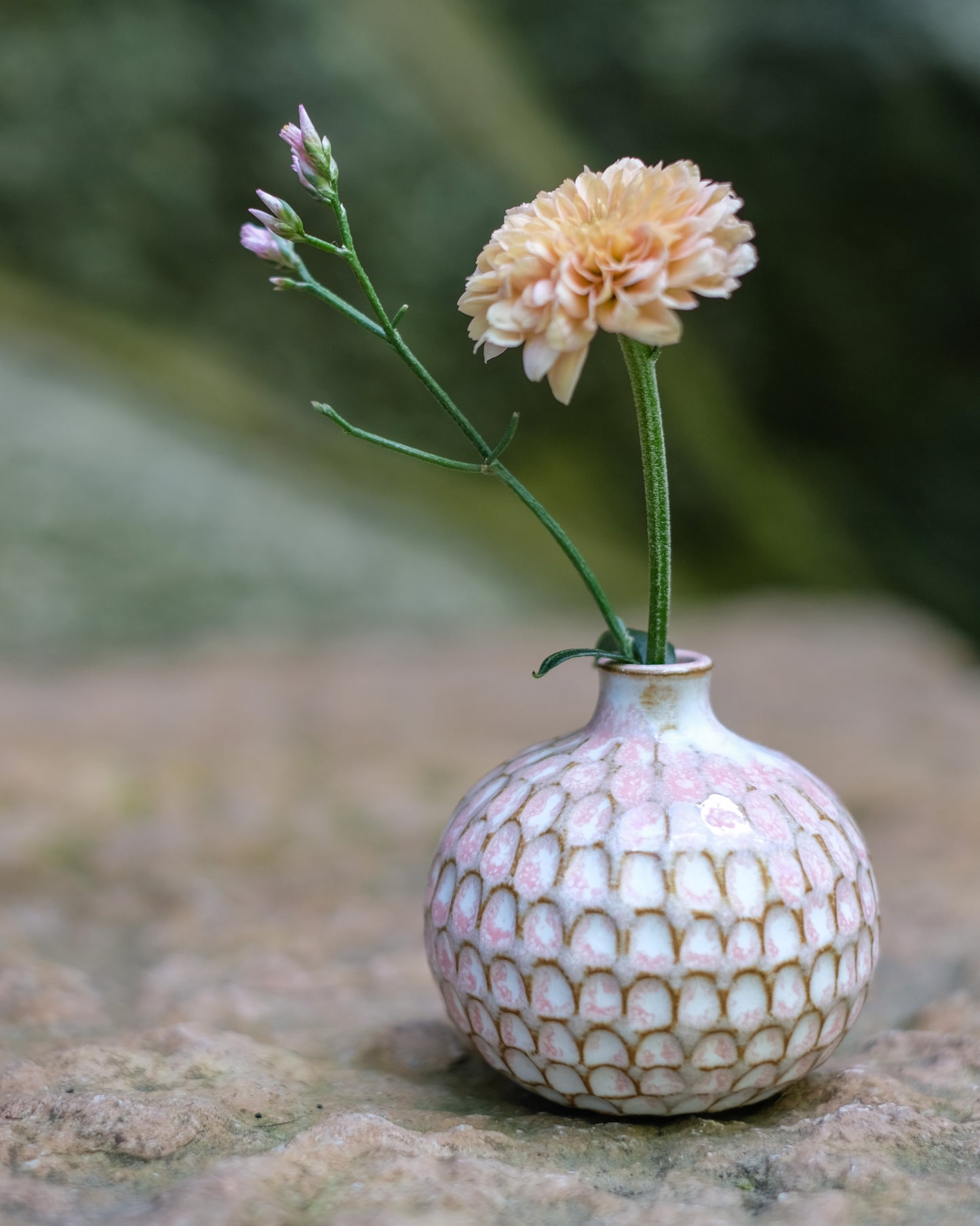 Karvad sticklingsvas rosavit