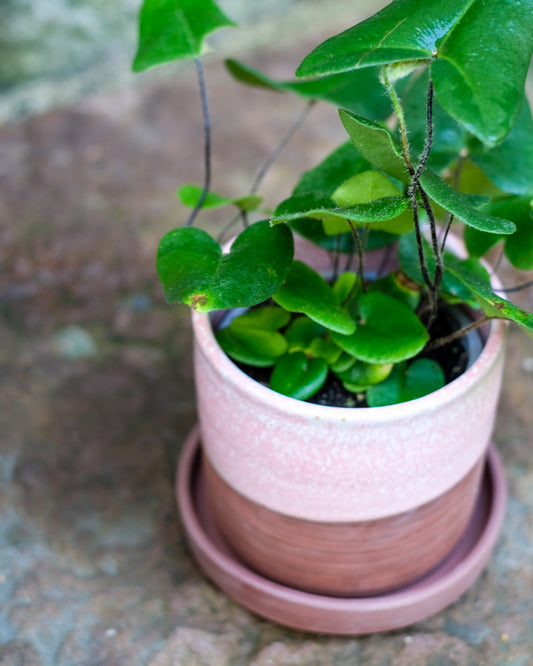 Drejad kruka med fat