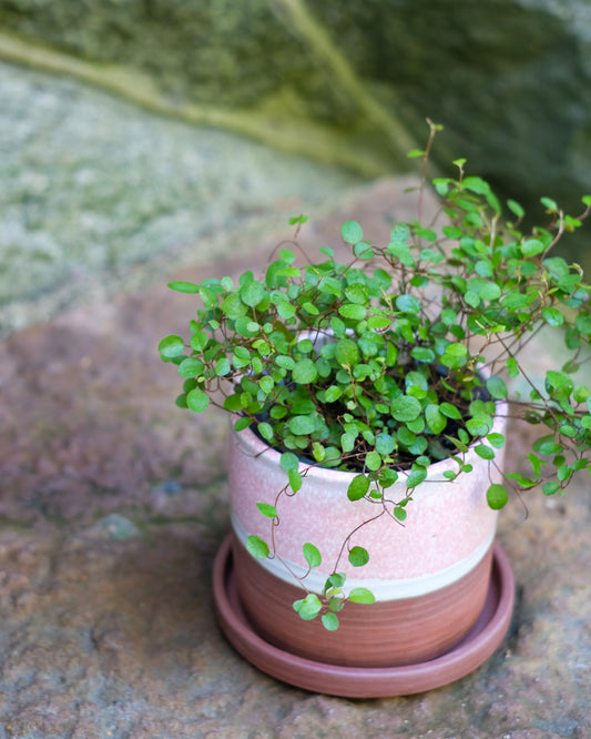 Drejad kruka med fat