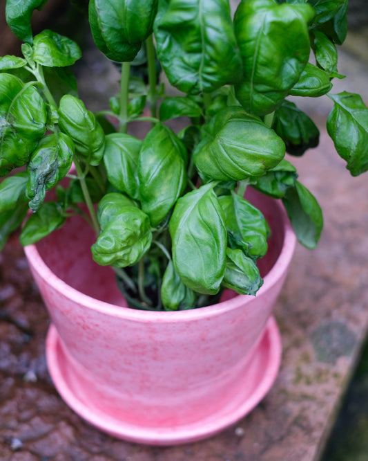 Rosaröd kruka med fat