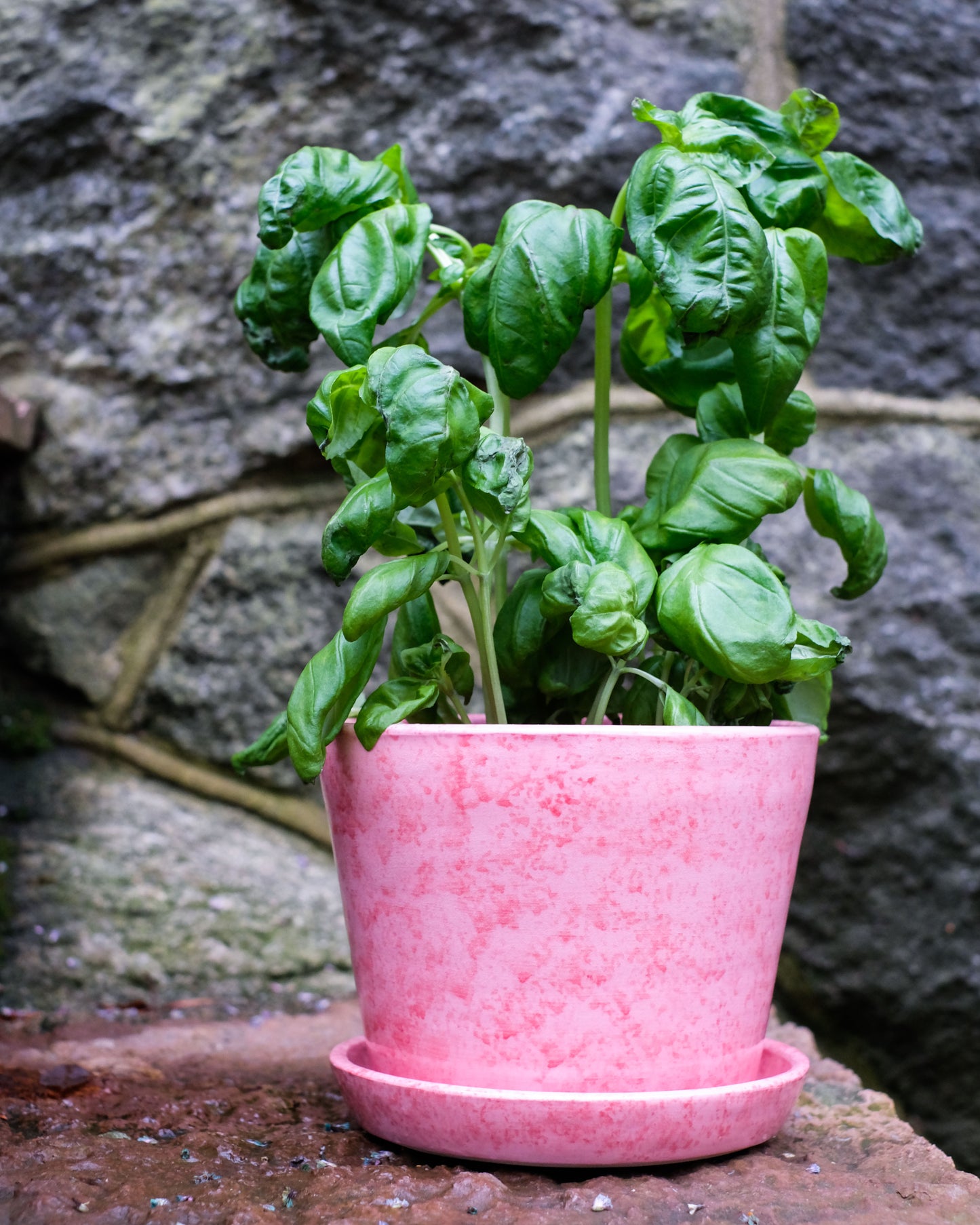 Rosaröd kruka med fat