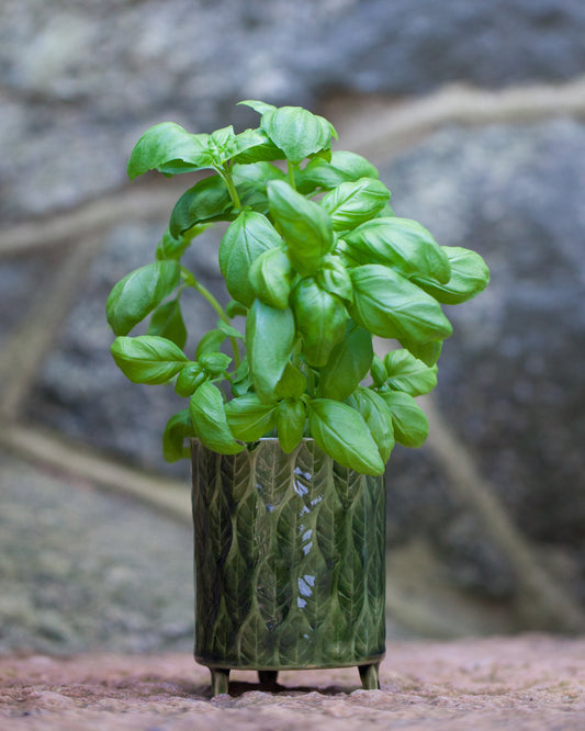 Kavlad örtkruka på tass med lövmönster, pinjegrön