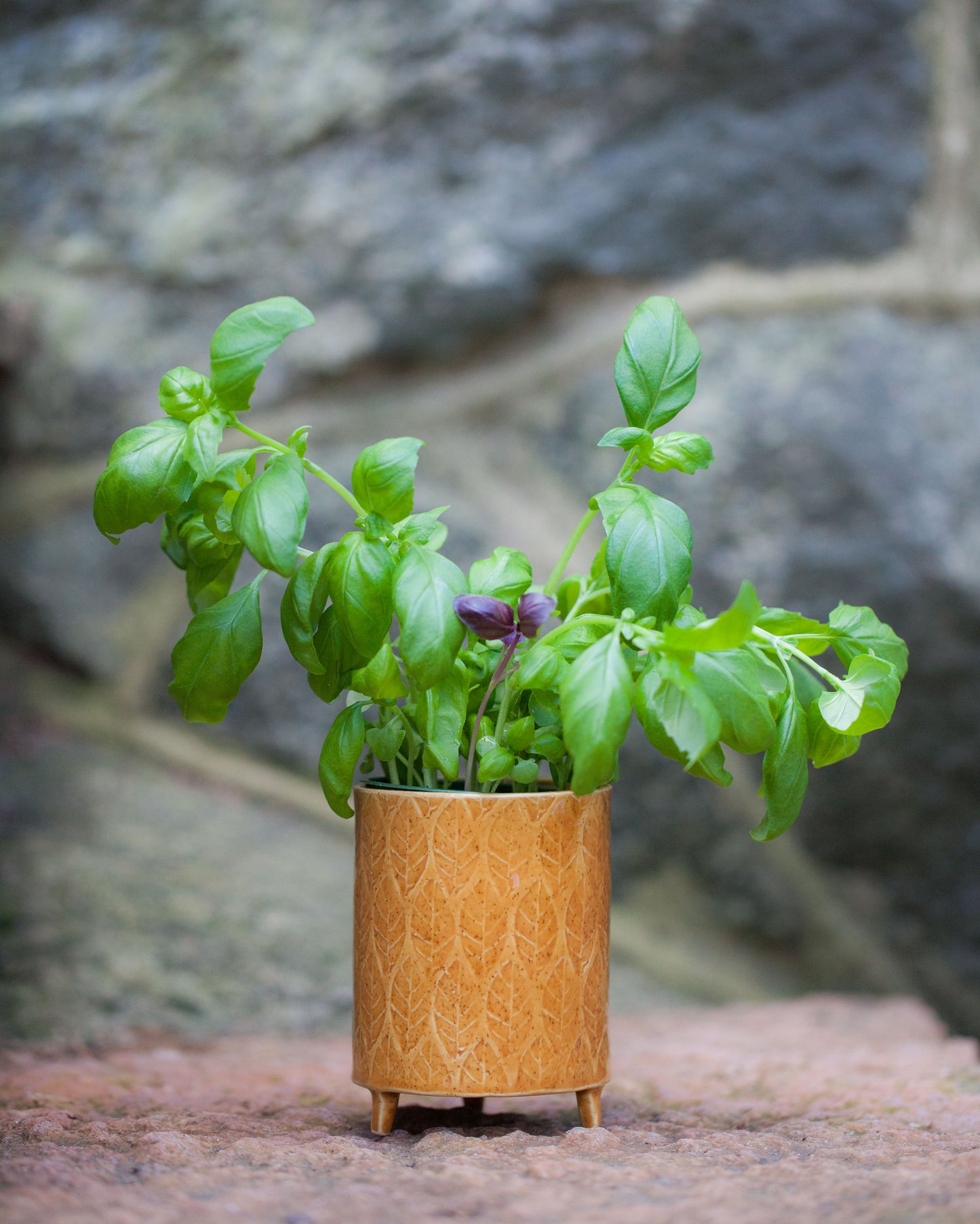 Kavlad örtkruka på tass med lövmönster, senapsgul