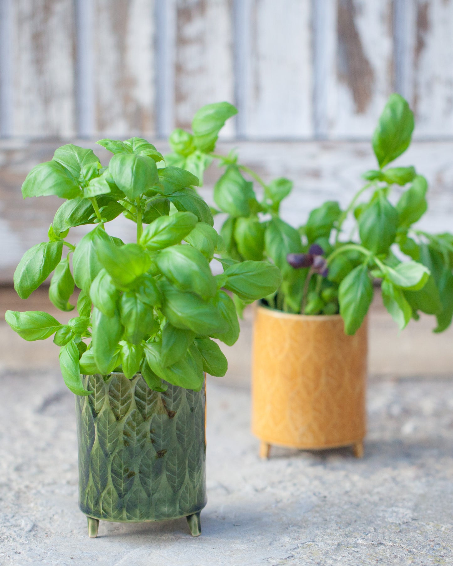 Kavlad örtkruka på tass med lövmönster, senapsgul